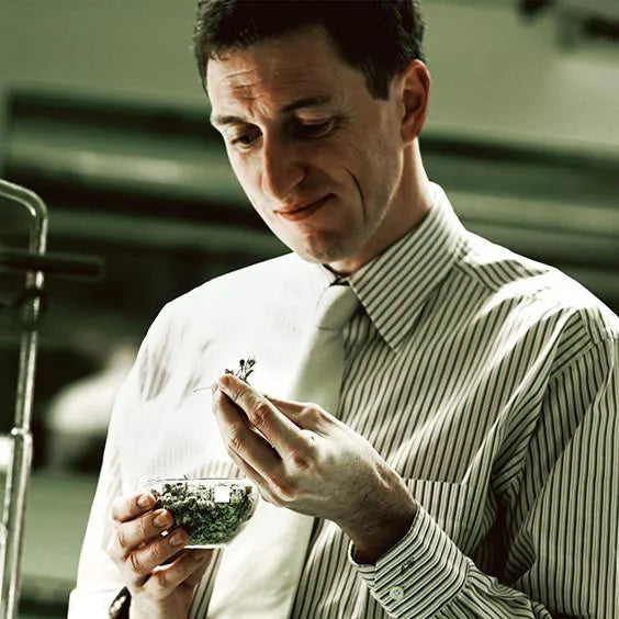 A man in a striped button-down shirt and tie examines small green botanical specimens held in a small bowl.